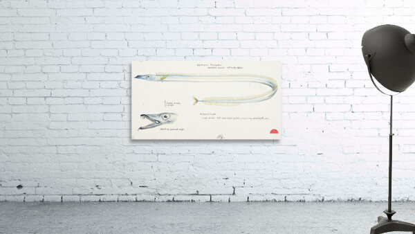 Antique fish Benthodesmus Elongatus South Pacific Fishes by Frank Edward Clarke 1849-1899.  Wall Preview