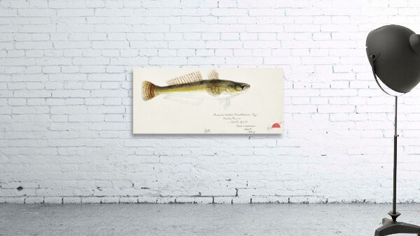 Antique fish platycephalus bassensis South Pacific Fishes by Frank Edward Clarke 1849-1899.  Wall Preview