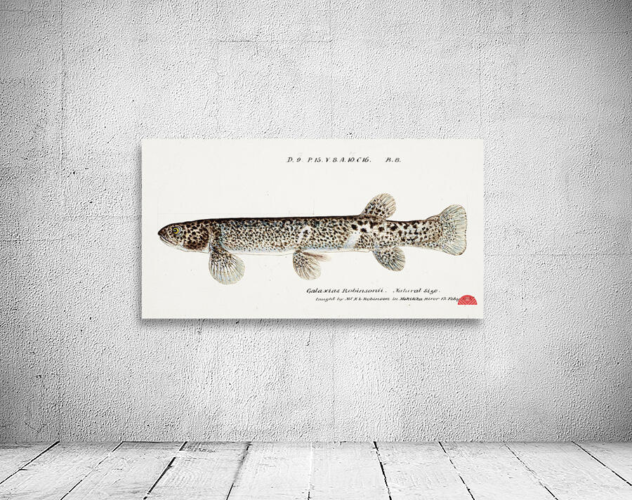 Antique Climbing Galaxias South Pacific Fishes by Frank Edward Clarke 1849-1899.  Wall Preview