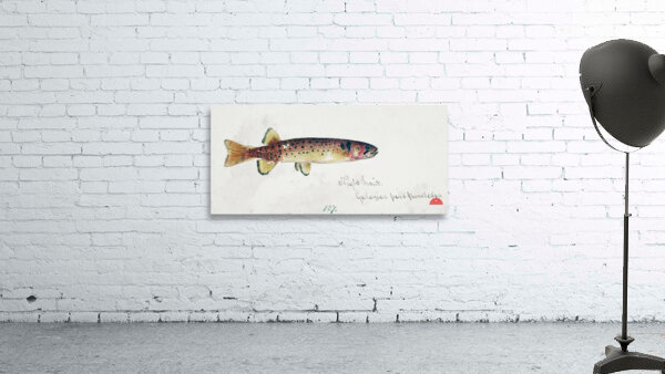 Antique fish Galaxias Maculatus South Pacific Fishes by Frank Edward Clarke 1849-1899.  Wall Preview