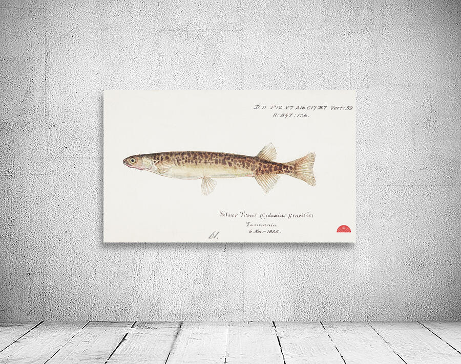Antique fish galaxias gracilis dwarf inanga South Pacific Fishes by Frank Edward Clarke 1849-1899.  Wall Preview