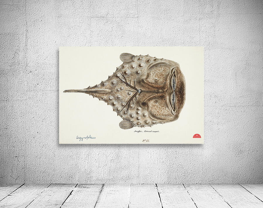 Antique Prickly anglerfish South Pacific Fishes by Frank Edward Clarke 1849-1899.  Wall Preview