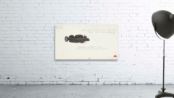 Antique fish latridopsis forsteri copper moki South Pacific Fishes by Frank Edward Clarke 1849-1899.  Wall Preview