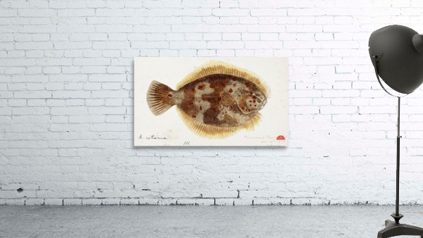 Antique fish Rhombosolea retiaria NZ : Black flounder South Pacific Fishes by Frank Edward Clarke 1849-1899.  Wall Preview