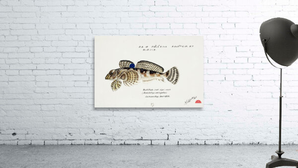 Antique Thornfish South Pacific Fishes by Frank Edward Clarke 1849-1899.  Wall Preview