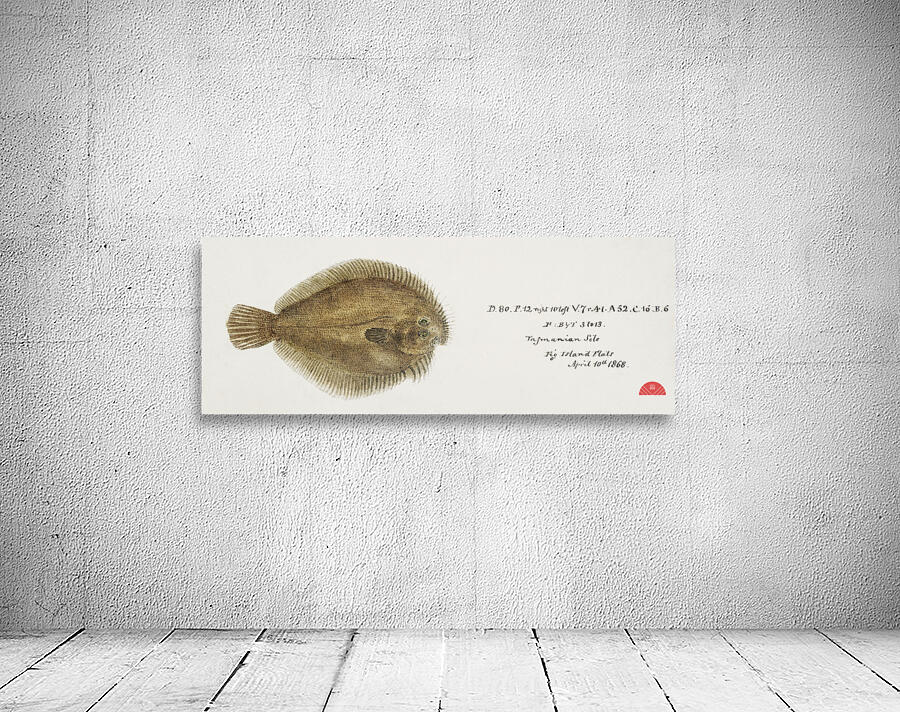 Antique fish possibly ammotretis sp flounder South Pacific Fishes by Frank Edward Clarke 1849-1899.  Wall Preview