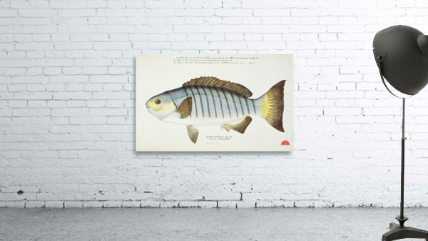 Antique fish Blackfish South Pacific Fishes by Frank Edward Clarke 1849-1899.  Wall Preview