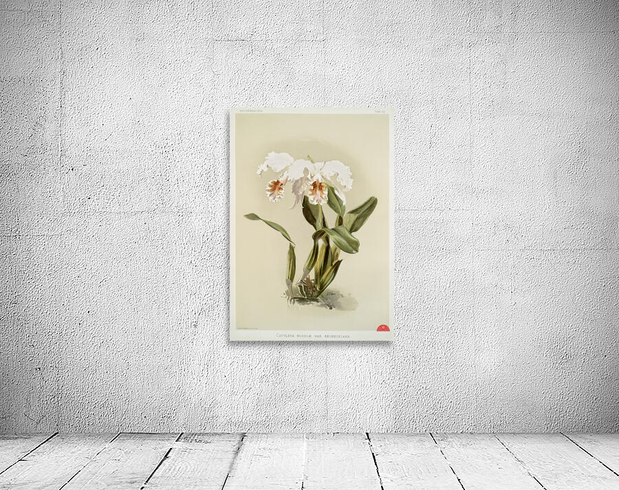 Cattleya mossiæ var reineckiana from Reichenbachia Orchids 1888-1894 illustrated by Frederick Sander 1847-1920.  Wall Preview