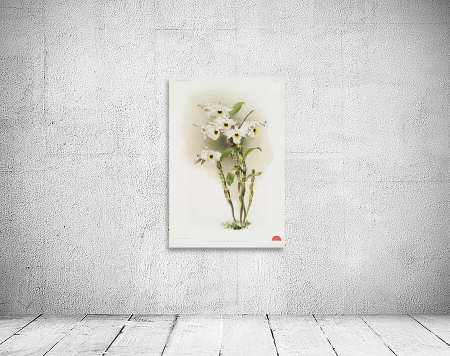Dendrobium melanodiscus from Reichenbachia Orchids 1888-1894 illustrated by Frederick Sander 1847-1920.  Wall Preview