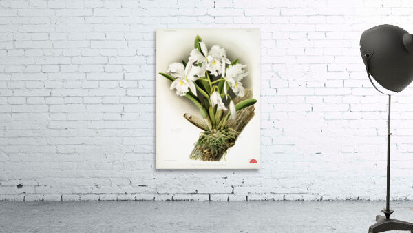 Cattleya labiata from Reichenbachia Orchids 1888-1894 illustrated by Frederick Sander 1847-1920.  Wall Preview