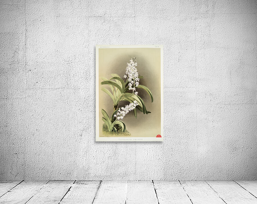 Saccolabium cœleste from Reichenbachia Orchids 1888-1894 illustrated by Frederick Sander 1847-1920.  Wall Preview