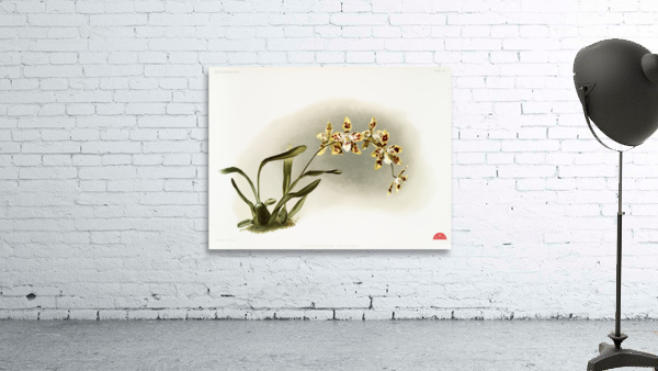 Odontoglossum excellens from Reichenbachia Orchids 1888-1894 illustrated by Frederick Sander 1847-1920.  Wall Preview