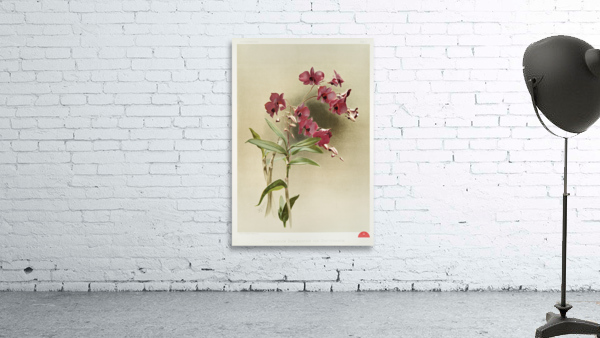 Dendrobium phalænopsis var statterianum from Reichenbachia Orchids 1888-1894 illustrated by Frederick Sander 1847-1920.  Wall Preview