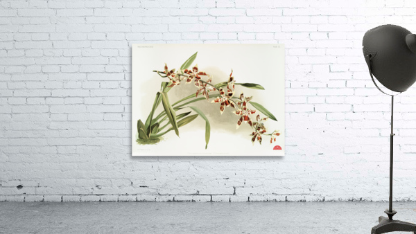 Odontoglossum coradinei from Reichenbachia Orchids 1888-1894 illustrated by Frederick Sander 1847-1920.  Wall Preview