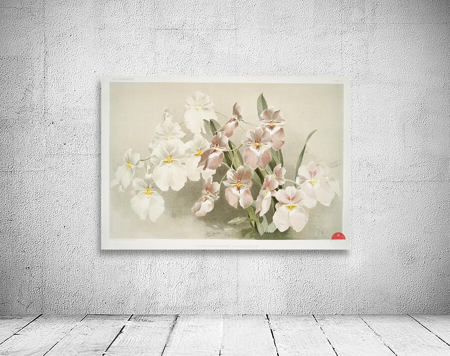 Odontoglossum vexillarium from Reichenbachia Orchids 1888-1894 illustrated by Frederick Sander 1847-1920.  Wall Preview