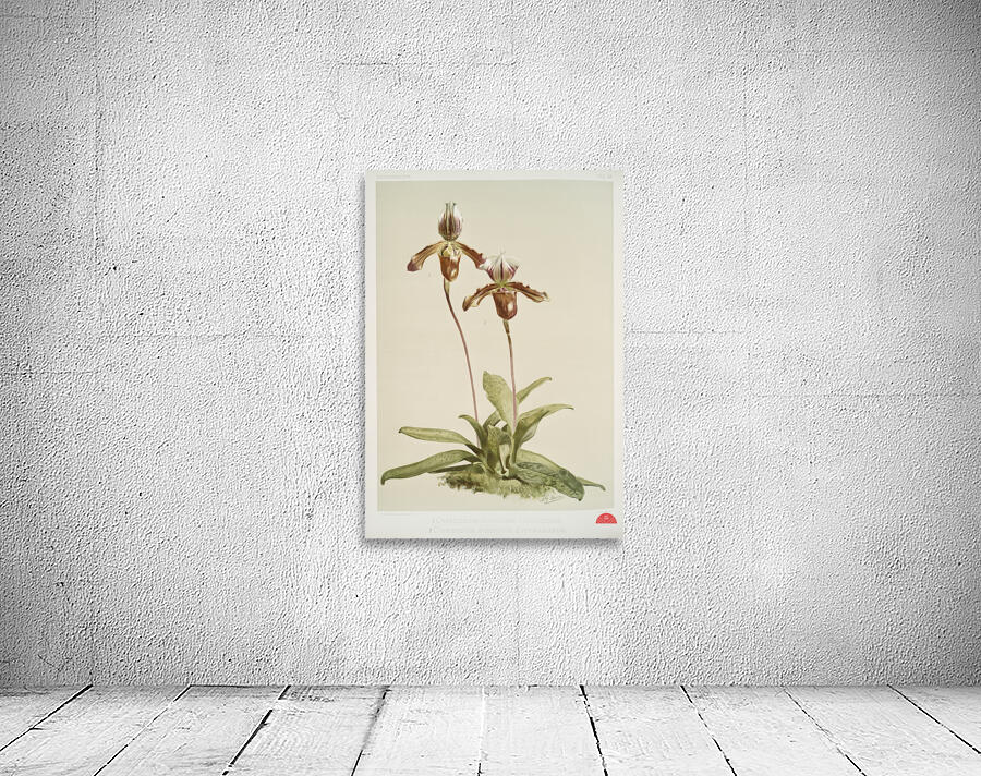 Cypripedium hybridum laucheanum cypripedium hybridum eyermanianum from Reichenbachia Orchids 1888-1894 illustrated by Frederick Sander 1847-1920.  Wall Preview