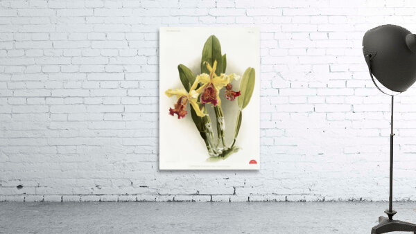 Cypripedium hybridum laucheanum cypripedium hybridum eyermanianum from Reichenbachia Orchids 1888-1894 illustrated by Frederick Sander 1847-1920.  Wall Preview