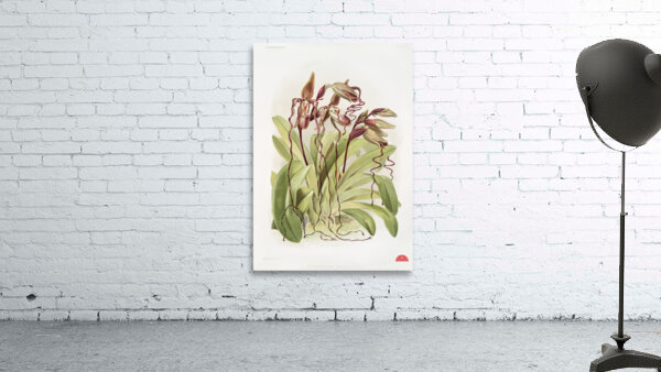 Cypripedium sanderianum from Reichenbachia Orchids 1888-1894 by Frederick Sander 1847-1920. Wall Preview