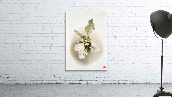 Trischopilia suavis alba from Reichenbachia Orchids 1888-1894 illustrated by Frederick Sander 1847-1920.  Wall Preview