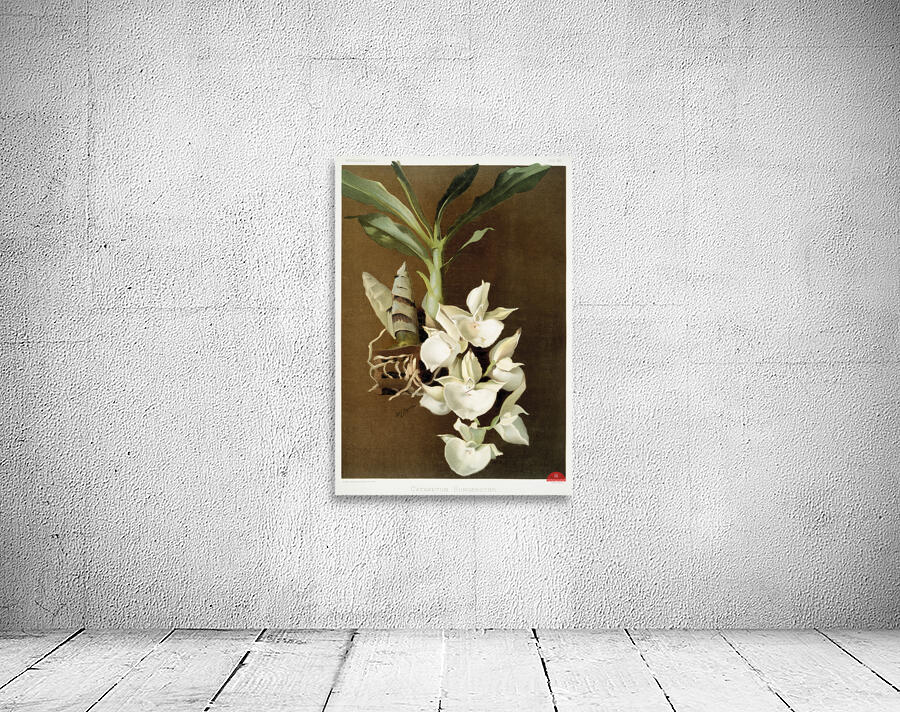 Catasetum bungerothii from Reichenbachia Orchids 1888-1894 illustrated by Frederick Sander 1847-1920.  Wall Preview