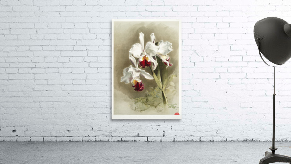 Lælio-cattleya elegans var blenheimensis from Reichenbachia Orchids 1888-1894 illustrated by Frederick Sander 1847-1920.  Wall Preview