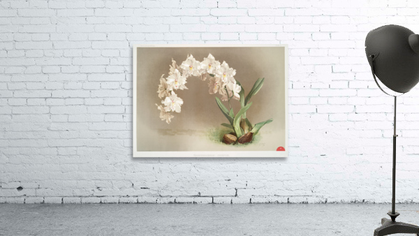 Odontoglossum crispum from Reichenbachia Orchids 1888-1894 by Frederick Sander 1847-1920.  Wall Preview