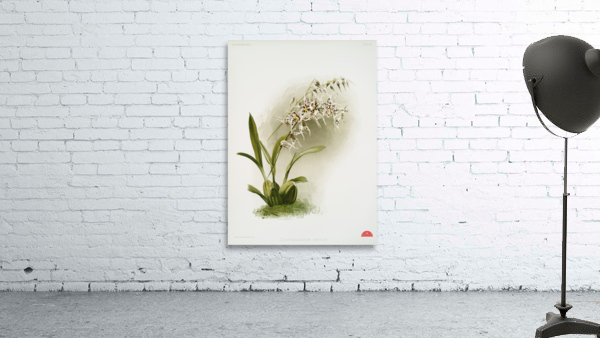 Odontoglossum nævium from Reichenbachia Orchids 1888-1894 illustrated by Frederick Sander 1847-1920.  Wall Preview