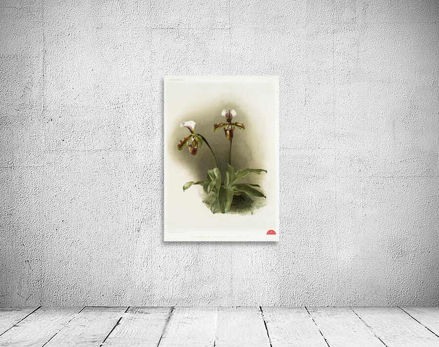 Cypripedium lathamianum inversum from Reichenbachia Orchids 1888-1894 illustrated by Frederick Sander 1847-1920.  Wall Preview
