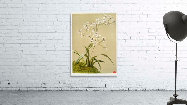 Odontoglossum ramosissimum from Reichenbachia Orchids 1888-1894 illustrated by Frederick Sander 1847-1920.  Wall Preview