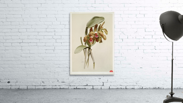 Cattleya granulosa var schofieldiana from Reichenbachia Orchids 1888-1894 illustrated by Frederick Sander 1847-1920.  Wall Preview