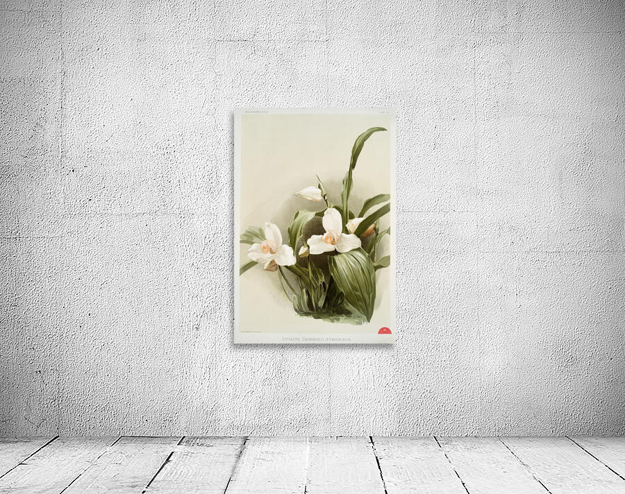 Lycaste skinnerii armeniaca from Reichenbachia Orchids 1888-1894 illustrated by Frederick Sander 1847-1920.  Wall Preview