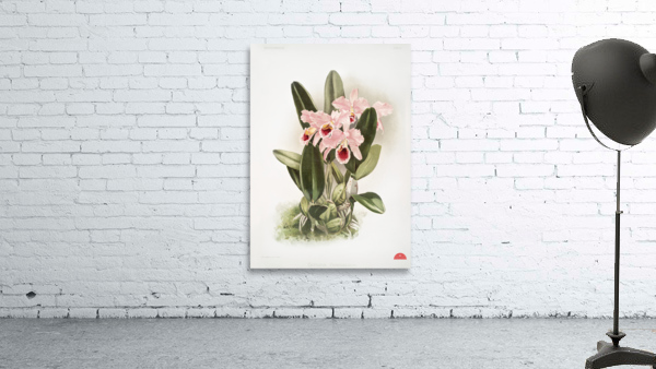 Cattleya Percivaliana from Reichenbachia Orchids 1888-1894 by Frederick Sander 1847-1920.  Wall Preview