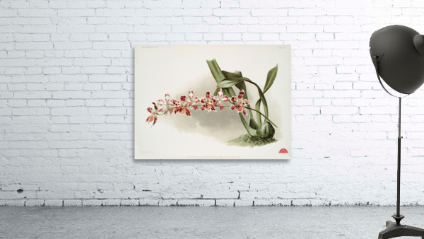 Odontoglossum hybridum leroyanum from Reichenbachia Orchids 1888-1894 illustrated by Frederick Sander 1847-1920.  Wall Preview