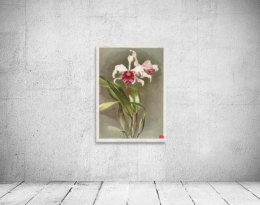 Cattleya hybrida arnoldiana from Reichenbachia Orchids 1888-1894 illustrated by Frederick Sander 1847-1920.  Wall Preview