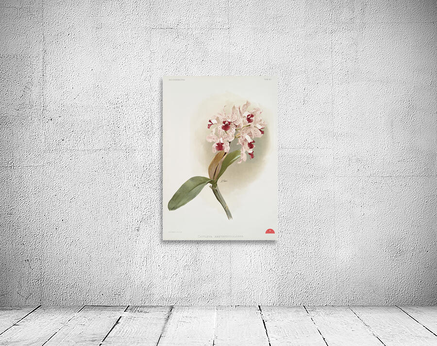 Cattleya amethystoglossa from Reichenbachia Orchids 1888-1894 illustrated by Frederick Sander 1847-1920.  Wall Preview