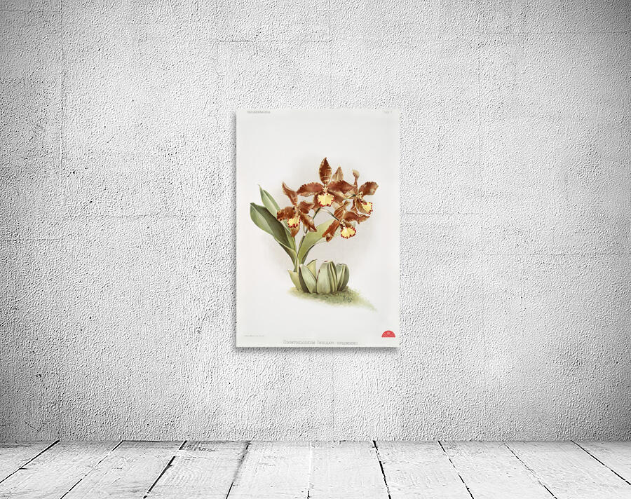 Odontoglossum insleayi splendens from Reichenbachia Orchids 1888-1894 illustrated by Frederick Sander 1847-1920.  Wall Preview