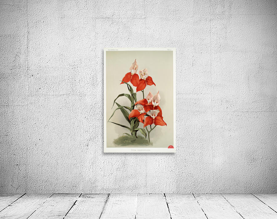 Disa grandiflora from Reichenbachia Orchids 1888-1894 illustrated by Frederick Sander 1847-1920.  Wall Preview