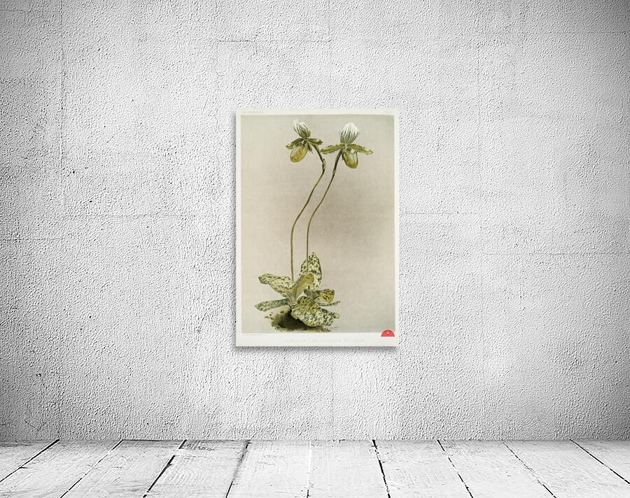 Cypripedium lawrenceanum hyeanum from Reichenbachia Orchids 1888-1894 illustrated by Frederick Sander 1847-1920.  Wall Preview