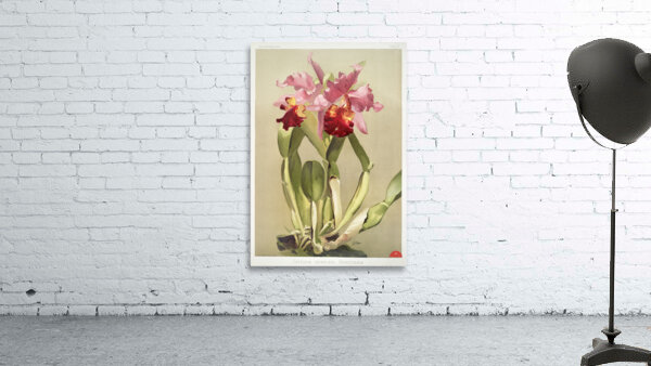 Cattleya hybrida hardyana from Reichenbachia Orchids 1888-1894 illustrated by Frederick Sander 1847-1920.  Wall Preview