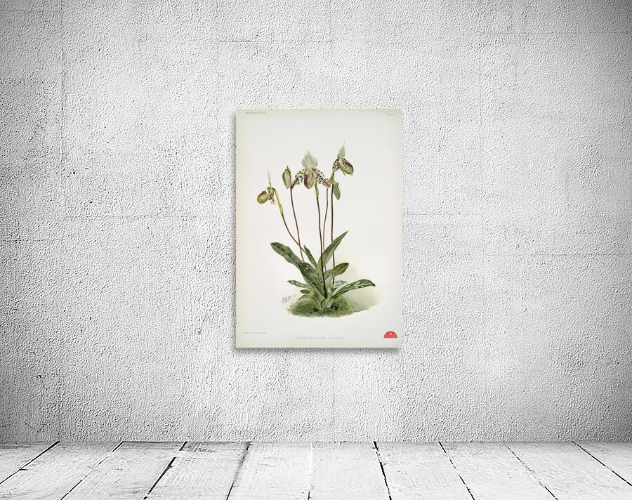 Cypripedium argus from Reichenbachia Orchids 1888-1894 illustrated by Frederick Sander 1847-1920.  Wall Preview