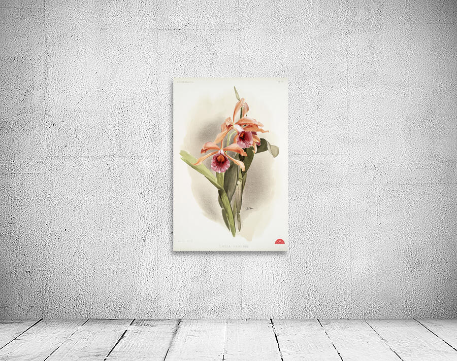 Lælia grandis from Reichenbachia Orchids 1888-1894 illustrated by Frederick Sander 1847-1920.  Wall Preview