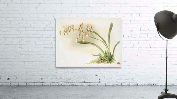 Odontoglossum sanderianum from Reichenbachia Orchids 1888-1894 illustrated by Frederick Sander 1847-1920.  Wall Preview