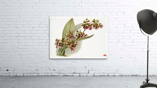 Oncidium lanceanum from Reichenbachia Orchids 1888-1894 illustrated by Frederick Sander 1847-1920.  Wall Preview