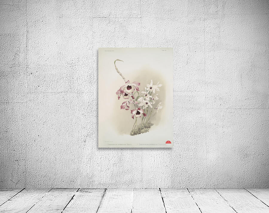 Dendrobium hybridum venus Dendrobium hybridum cassiope from Reichenbachia Orchids 1888-1894 illustrated by Frederick Sander 1847-1920.  Wall Preview