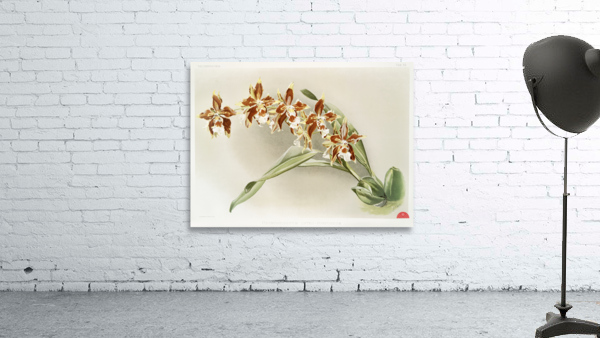 Odontoglossum luteo-purpureum from Reichenbachia Orchids 1888-1894 illustrated by Frederick Sander 1847-1920.  Wall Preview