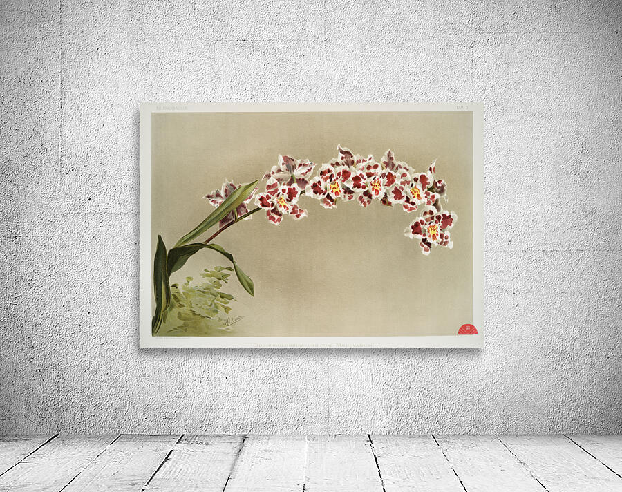 Odontoglossum crispum mundyanum from Reichenbachia Orchids 1888-1894 illustrated by Frederick Sander 1847-1920.  Wall Preview