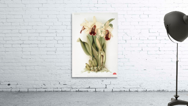 Cattleya dowiana aurea from Reichenbachia Orchids 1888-1894 by Frederick Sander 1847-1920.  Wall Preview