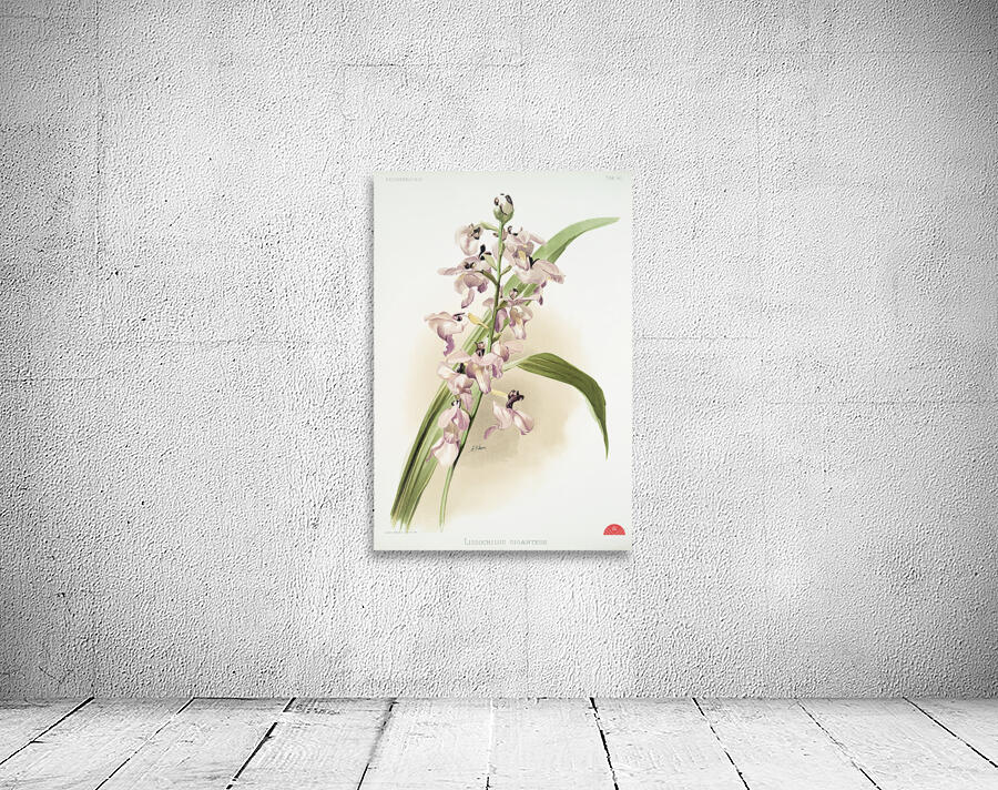 Lissochilus giganteus from Reichenbachia Orchids 1888-1894 illustrated by Frederick Sander 1847-1920.  Wall Preview