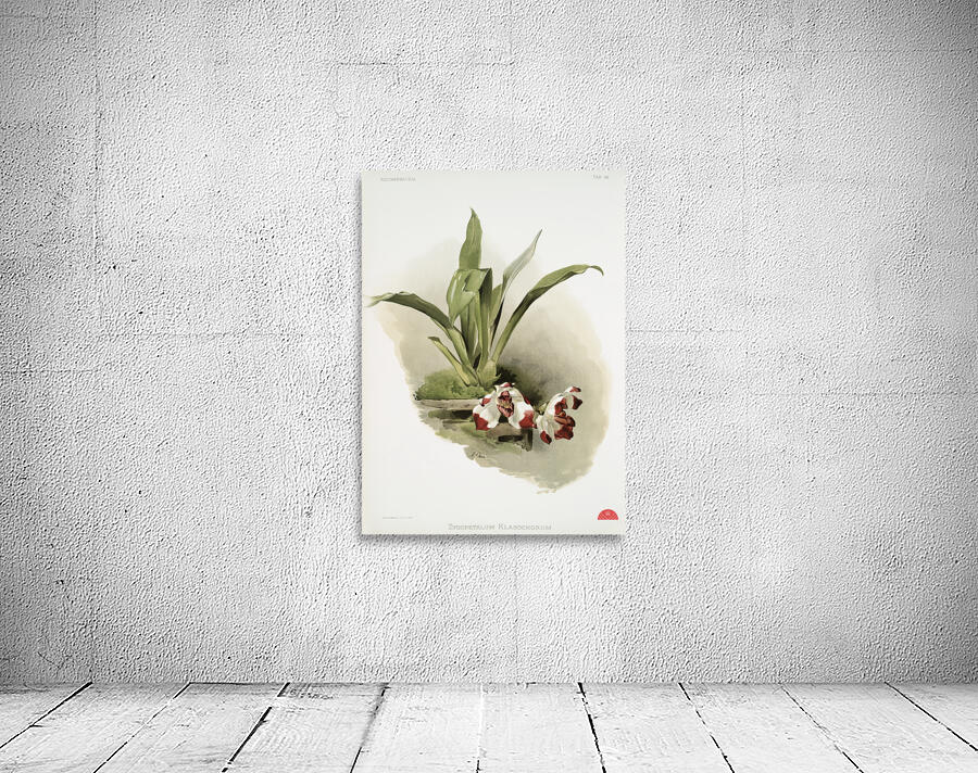 Zygopetalum klabochorum from Reichenbachia Orchids 1888-1894 illustrated by Frederick Sander 1847-1920.  Wall Preview