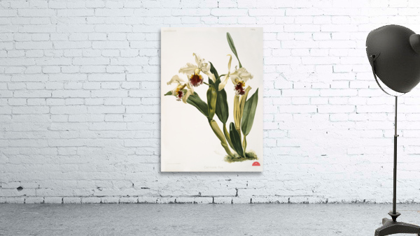 Cattleya rex from Reichenbachia Orchids 1888-1894 illustrated by Frederick Sander 1847-1920.  Wall Preview